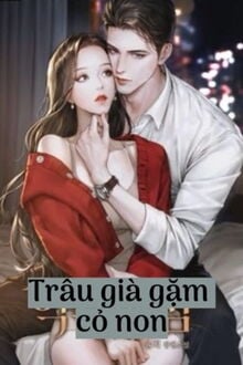 trâu già gặm cỏ non