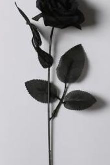 black rose (hoa hồng đen)