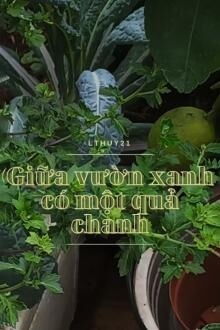 giữa vườn xanh có một quả chanh