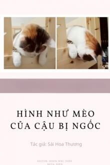 hình như mèo của cậu bị ngốc